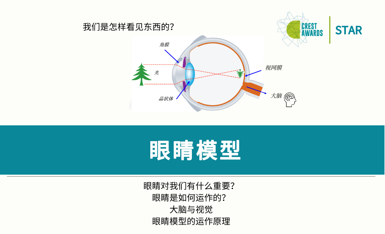 眼睛模型